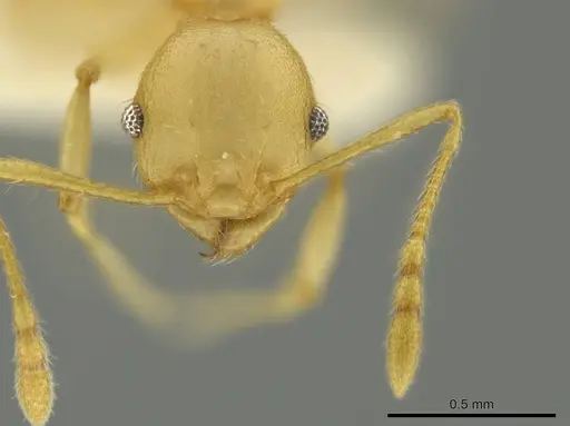Pheidole gilva specimen CASENT0644208 image casent0644208_2