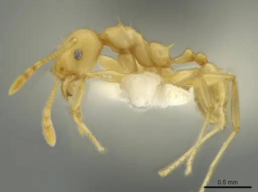 Pheidole gilva specimen CASENT0644208 image casent0644208_3