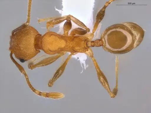 Pheidole gilva specimen ECOFOG-GAL18-0080-31 image ecofog-gal18-0080-31_1