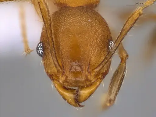 Pheidole gilva specimen ECOFOG-GAL18-0080-31 image ecofog-gal18-0080-31_2