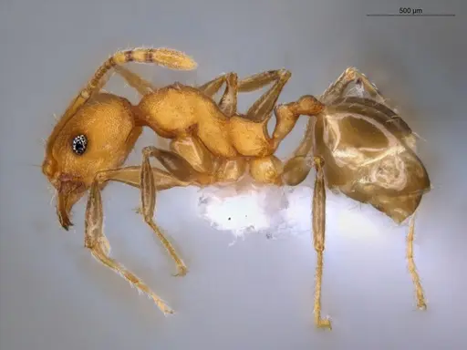 Pheidole gilva specimen ECOFOG-GAL18-0080-31 image ecofog-gal18-0080-31_3