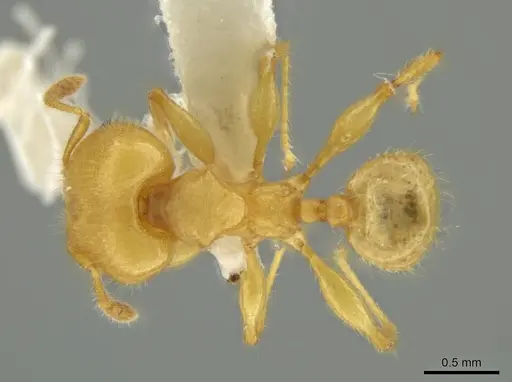 Pheidole gilva specimen JTLC000016389 image jtlc000016389_1