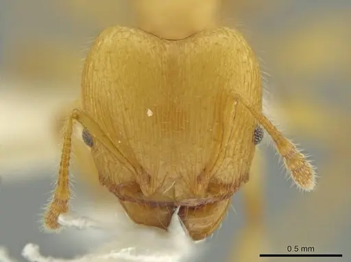 Pheidole gilva specimen JTLC000016389 image jtlc000016389_2