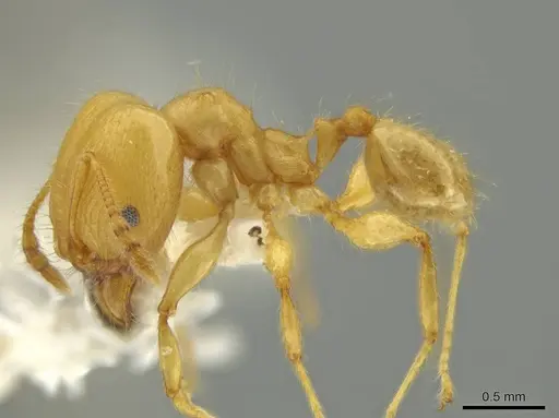 Pheidole gilva specimen JTLC000016389 image jtlc000016389_3
