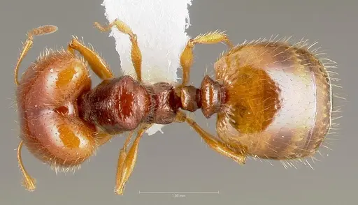 Pheidole gilvescens specimen CASENT0005759 image casent0005759_1