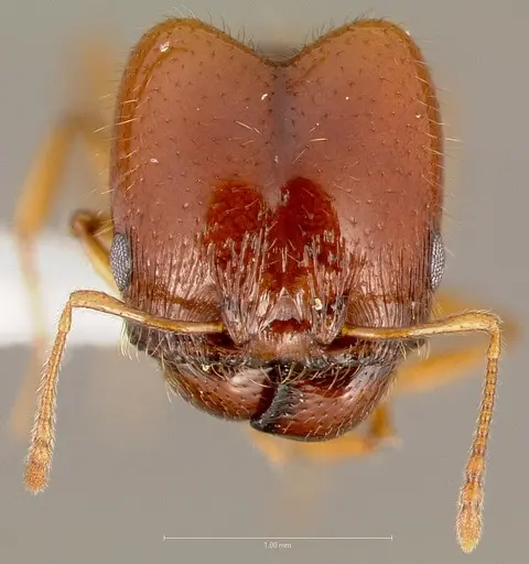 Pheidole gilvescens specimen CASENT0005759 image casent0005759_2