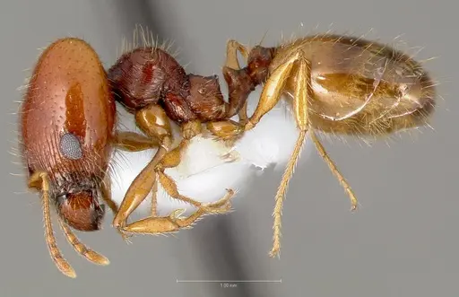 Pheidole gilvescens specimen CASENT0005759 image casent0005759_3