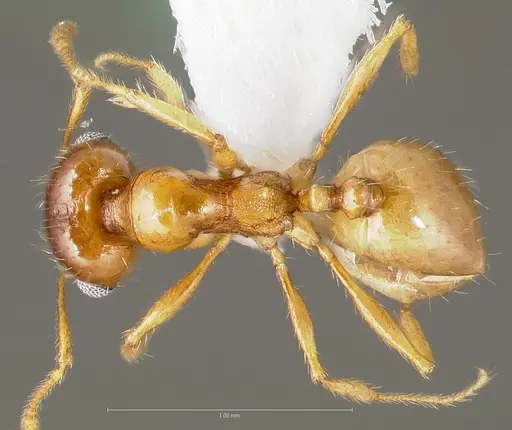 Pheidole gilvescens specimen CASENT0005760 image casent0005760_1