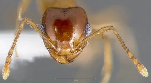 Pheidole gilvescens specimen CASENT0005760 image casent0005760_2