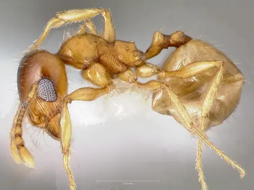 Pheidole gilvescens specimen CASENT0005760 image casent0005760_3