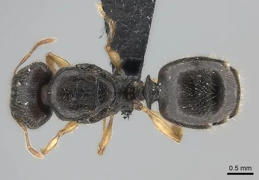 Pheidole glabra specimen CASENT0122910 image casent0122910_1