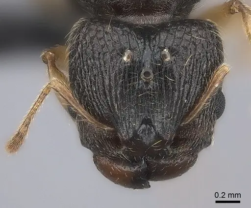 Pheidole glabra specimen CASENT0122910 image casent0122910_2