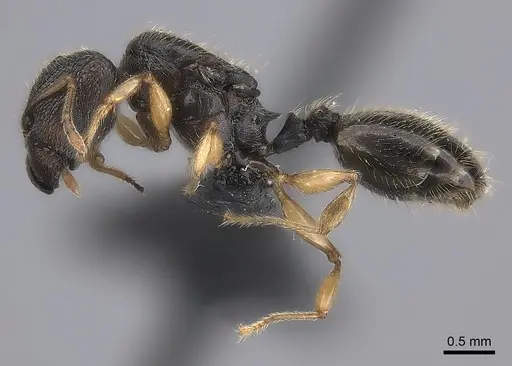 Pheidole glabra specimen CASENT0122910 image casent0122910_3