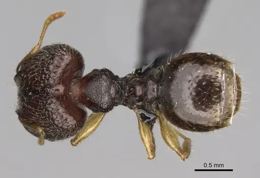 Pheidole glabra specimen CASENT0122911 image casent0122911_1
