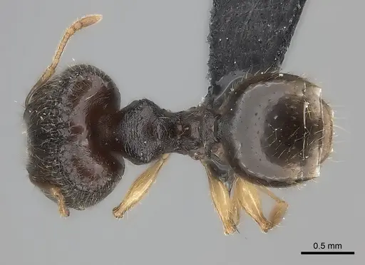 Pheidole glabra specimen CASENT0122911 image casent0122911_2