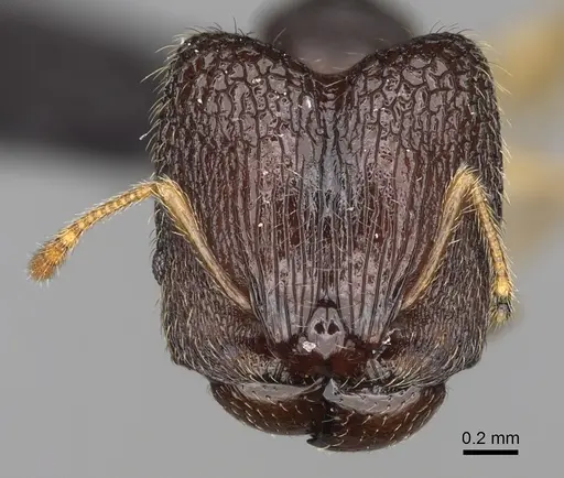 Pheidole glabra specimen CASENT0122911 image casent0122911_3