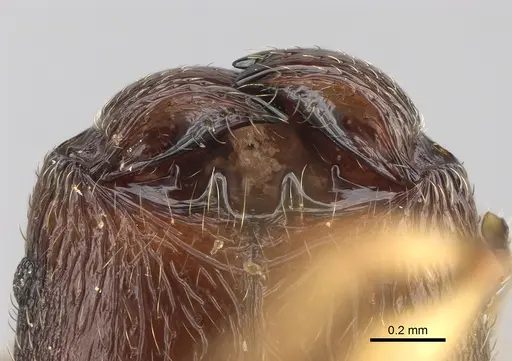 Pheidole glabra specimen CASENT0122911 image casent0122911_4