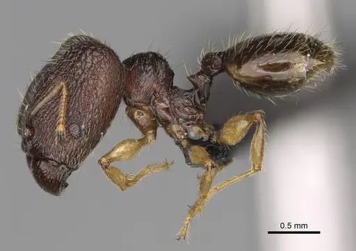 Pheidole glabra specimen CASENT0122911 image casent0122911_5
