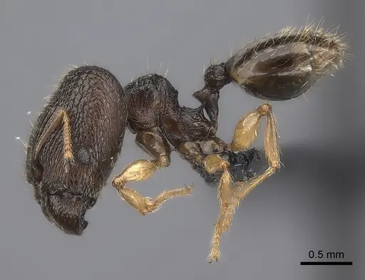 Pheidole glabra specimen CASENT0122911 image casent0122911_6