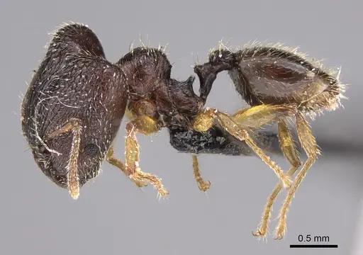 Pheidole glabra specimen CASENT0125809 image casent0125809_1