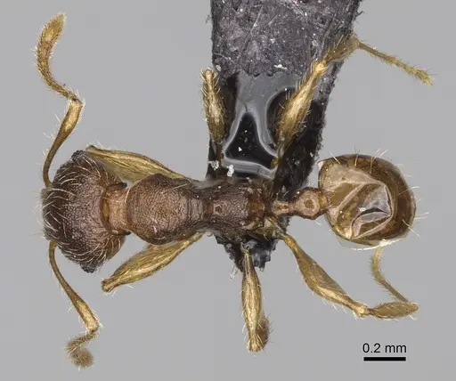 Pheidole glabra specimen CASENT0235037 image casent0235037_1
