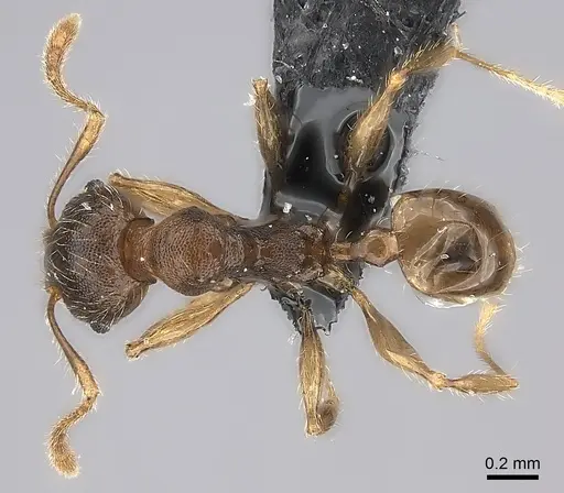 Pheidole glabra specimen CASENT0235037 image casent0235037_2