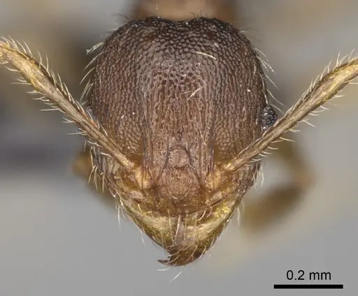 Pheidole glabra specimen CASENT0235037 image casent0235037_3