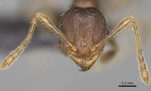 Pheidole glabra specimen CASENT0235037 image casent0235037_4