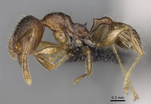 Pheidole glabra specimen CASENT0235037 image casent0235037_5