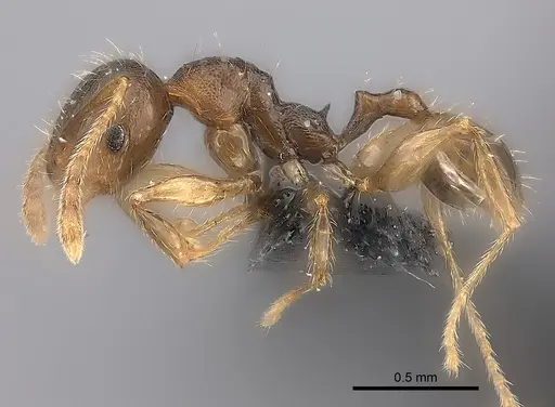 Pheidole glabra specimen CASENT0235037 image casent0235037_6