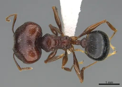 Pheidole glabrella specimen CASENT0218407 image casent0218407_1