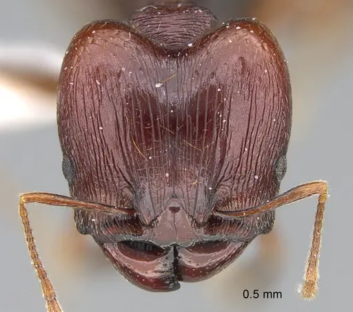Pheidole glabrella specimen CASENT0218407 image casent0218407_2