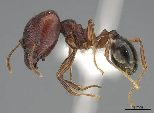Pheidole glabrella specimen CASENT0218407 image casent0218407_3