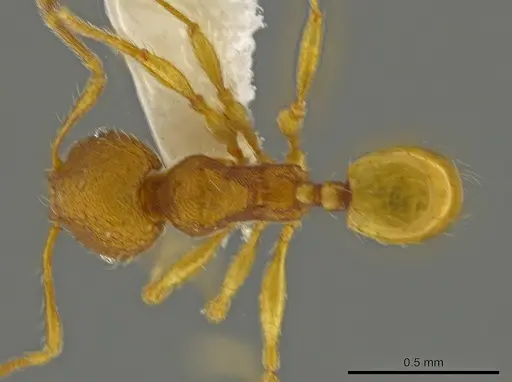 Pheidole glomericeps specimen CASENT0624073 image casent0624073_1