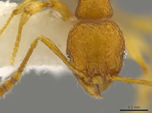 Pheidole glomericeps specimen CASENT0624073 image casent0624073_2
