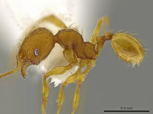 Pheidole glomericeps specimen CASENT0624073 image casent0624073_3