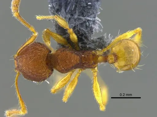 Pheidole glomericeps specimen CBUMAGENT42026 image cbumagent42026_1
