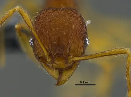Pheidole glomericeps specimen CBUMAGENT42026 image cbumagent42026_2