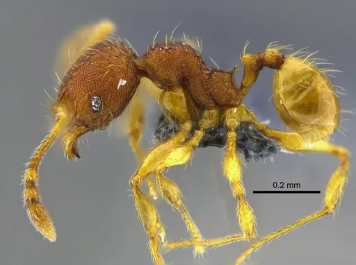 Pheidole glomericeps specimen CBUMAGENT42026 image cbumagent42026_3