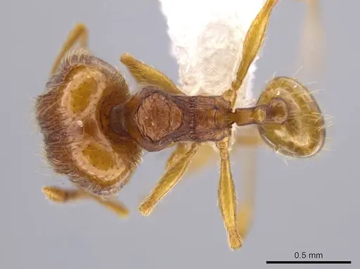 Pheidole glomericeps specimen JTLC000014002 image jtlc000014002_1