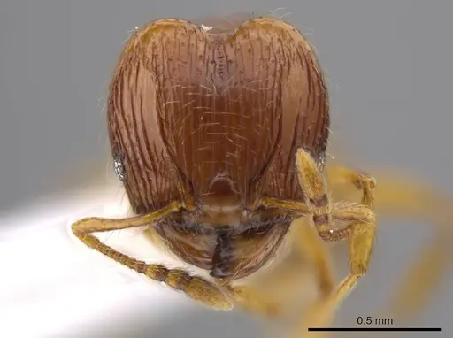 Pheidole glomericeps specimen JTLC000014002 image jtlc000014002_2