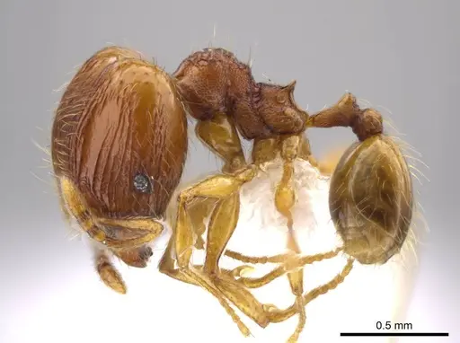 Pheidole glomericeps specimen JTLC000014002 image jtlc000014002_3