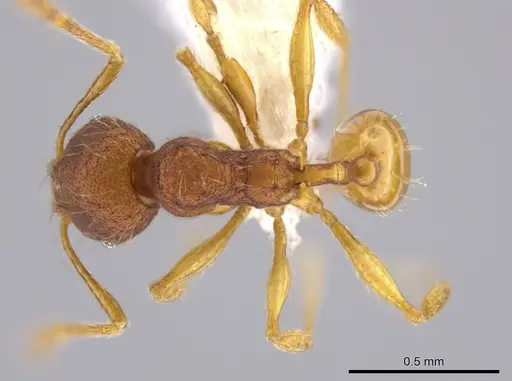 Pheidole glomericeps specimen JTLC000014003 image jtlc000014003_1