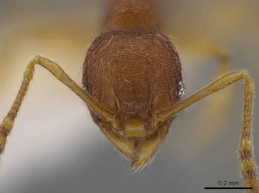 Pheidole glomericeps specimen JTLC000014003 image jtlc000014003_2