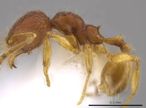 Pheidole glomericeps specimen JTLC000014003 image jtlc000014003_3
