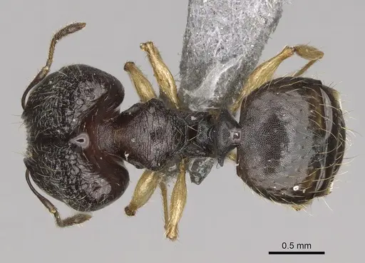 Pheidole goavana specimen CASENT0374538 image casent0374538_1