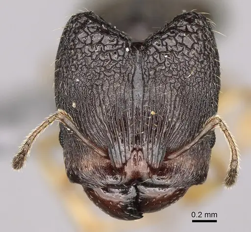Pheidole goavana specimen CASENT0374538 image casent0374538_2