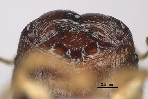 Pheidole goavana specimen CASENT0374538 image casent0374538_3