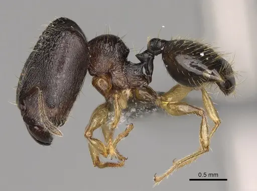 Pheidole goavana specimen CASENT0374538 image casent0374538_4