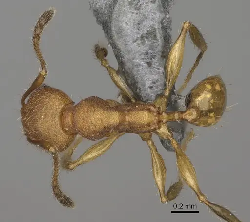 Pheidole goavana specimen CASENT0923176 image casent0923176_1